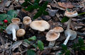 Hygrophorus arbustivus